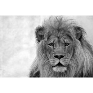 Glasschilderij 'Lion Black & White'