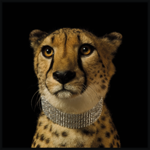 Ingelijste glasschilderij 'Cheetah with diamond collor'