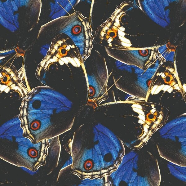 Mondiart Aluart kunstwerk Mondiart 'Blue and Black Butterflies'