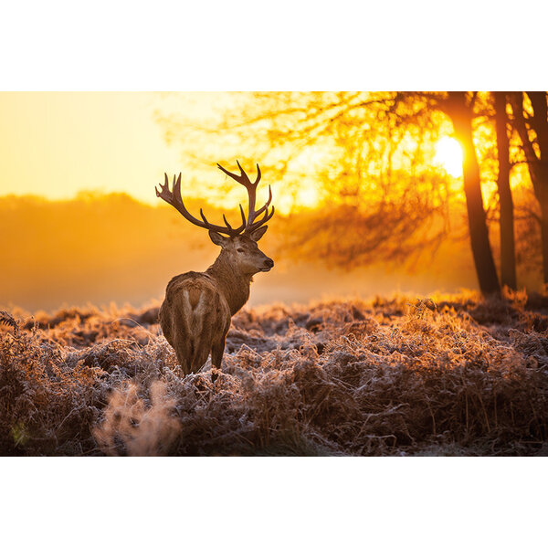 Mondiart Aluart schilderij Mondiart 'Deer in Morning Sun'