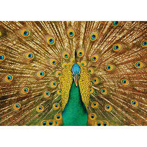 Aluart schilderij 'Peacock'