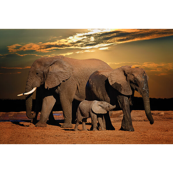 Mondiart Aluart schilderij 'Elephant Family'