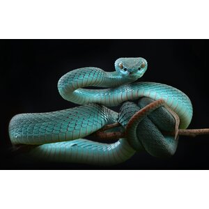 Aluart schilderij 'Trimeresurus insularis'