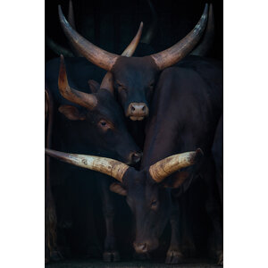 Aluart schilderij 'Watusi Family'