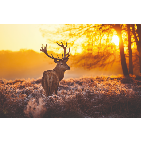 Mondiart Aluart schilderij Mondiart 'Deer in Morning Sun'