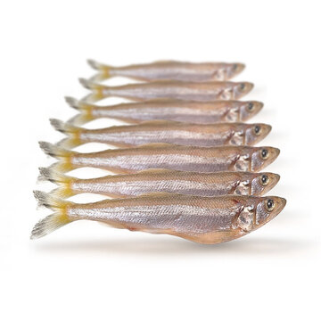 PREBAITS Spiering Klein - Vacuüm Verpakt