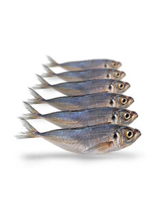PREBAITS Horsmakreel - Vacuüm Verpakt