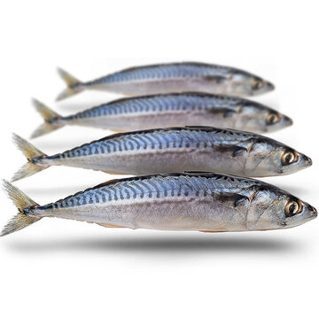 PREBAITS Makreel Middel - Vacuüm Verpakt