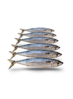 PREBAITS Makreel Klein - Vacuüm Verpakt