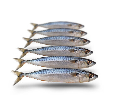 PREBAITS Makreel Klein - Vacuüm Verpakt