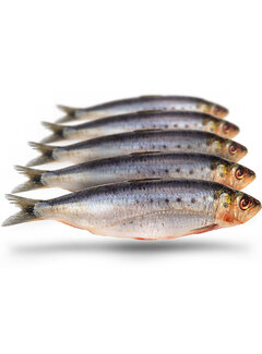PREBAITS Sardines Groot - Vacuüm Verpakt