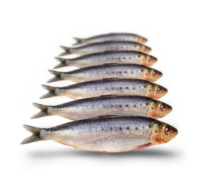 Sardines Klein - Vacuüm Verpakt