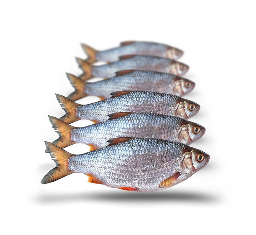 Voorn Middel - Vacuüm Verpakt