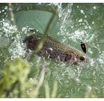 Forel