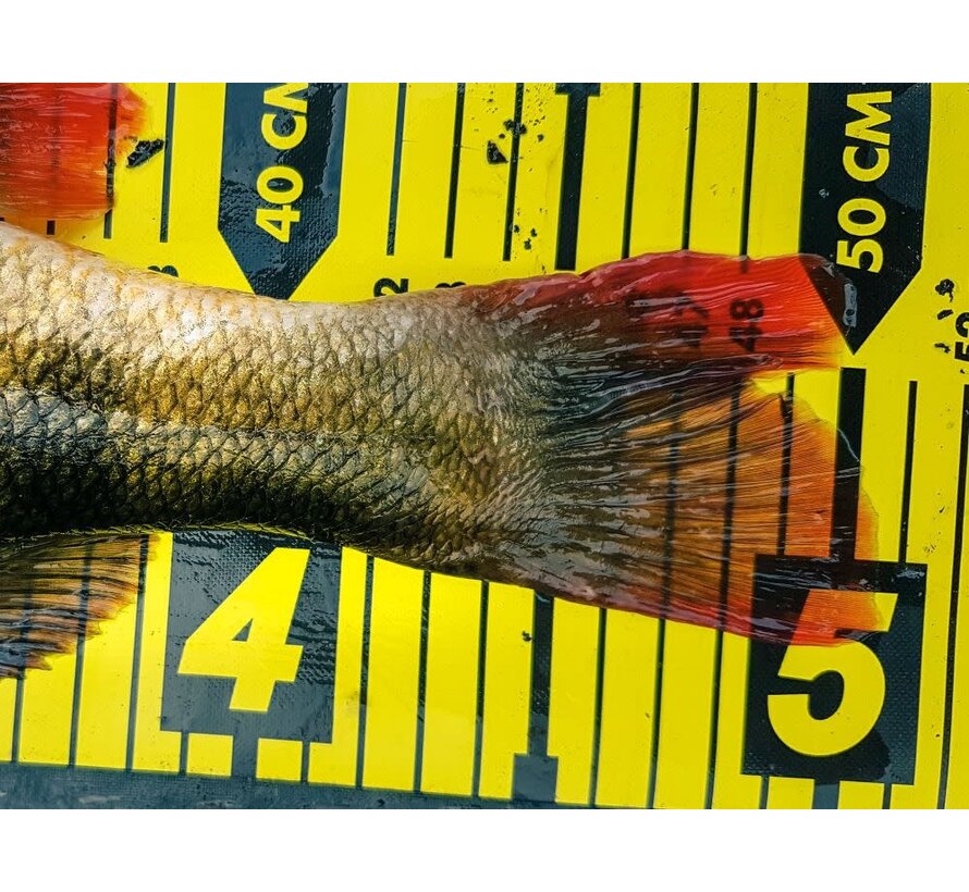SPRO RULER (130cm)