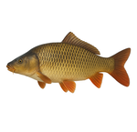 Karper