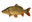 Karper
