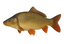 Karper