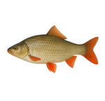 Witvis