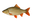 Witvis