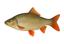 Witvis
