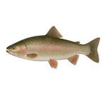 Forel