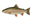 Forel