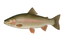 Forel