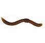Dendrobaena
