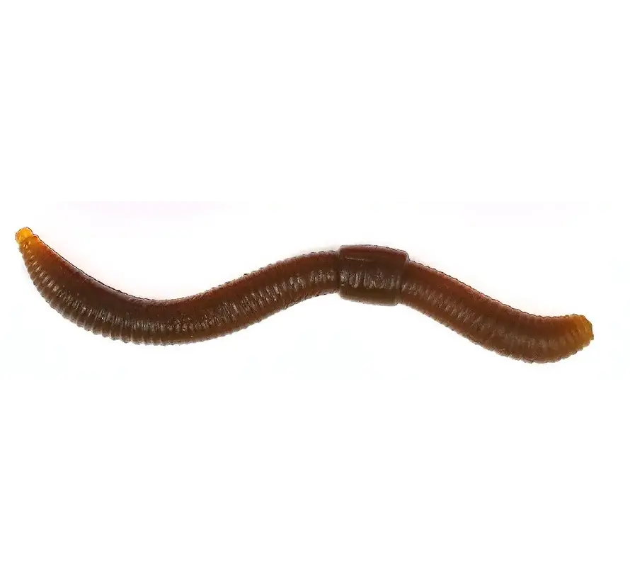 Dendrobaena