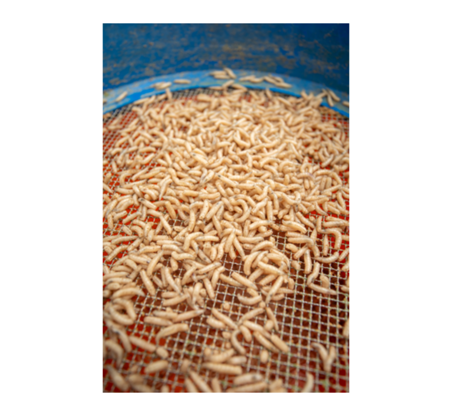 Maggot Glue (300gr)