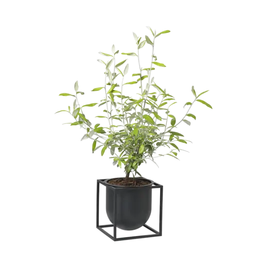 By Lassen by lassen kubus 14 vaas zwart