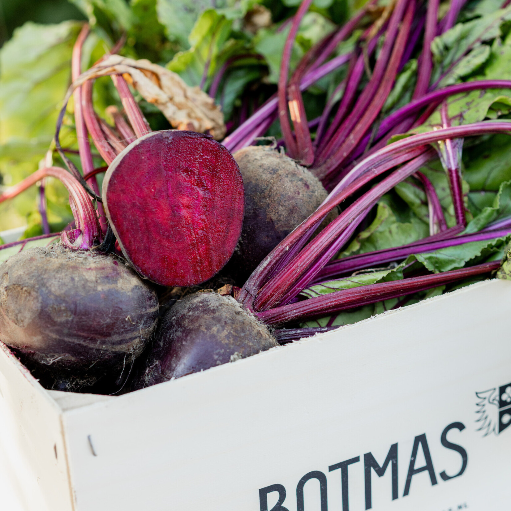 Botmas Botmas Biologische Diverse Bieten - Vers