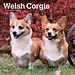 Browntrout Welsh Corgi Kalender 2024