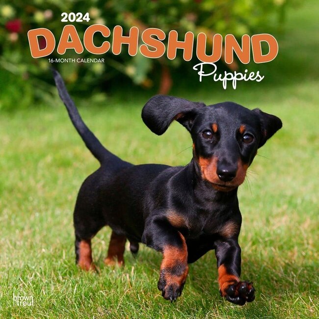 Browntrout Dachshund Calendar Puppies 2024