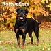 Browntrout Rottweiler Kalender 2024