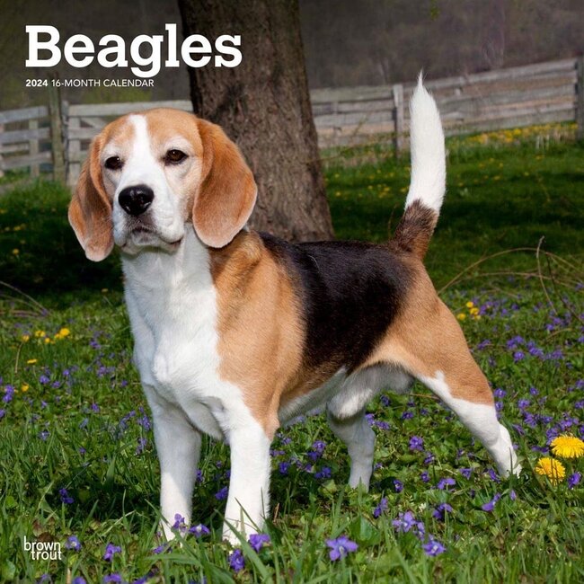 Beagle-Kalender 2024