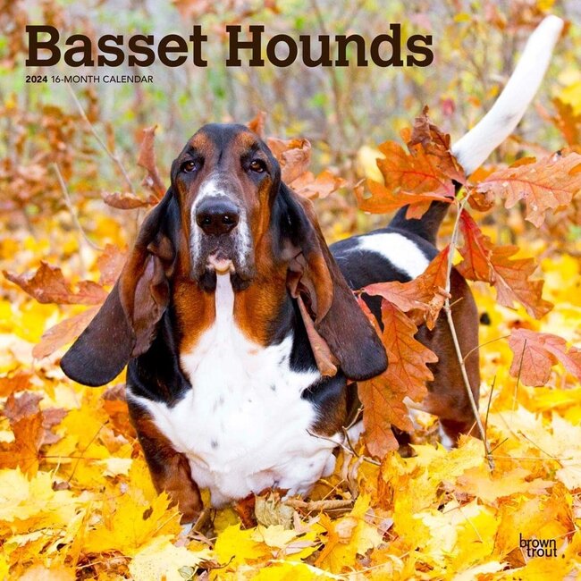 Browntrout Basset Hound Kalender 2024