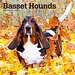 Browntrout Basset Hound Calendar 2025