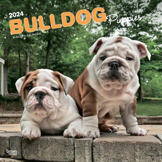 Browntrout Engelse Bulldog Kalender Puppies 2024