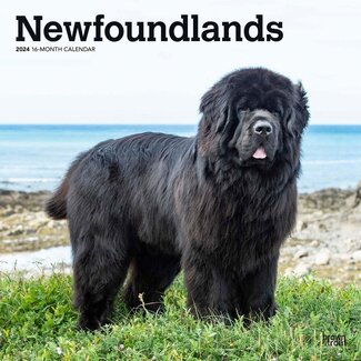 Browntrout Newfoundland Calendar 2024
