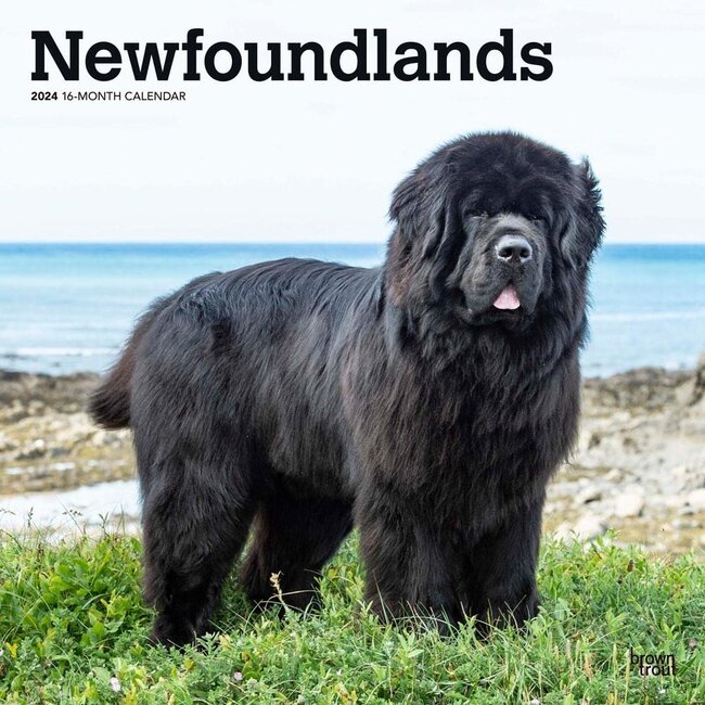 Browntrout Newfoundlander Kalender 2024