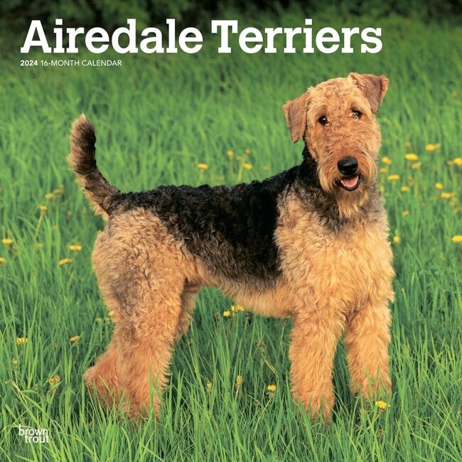 Browntrout Airedale Terrier Kalender 2024