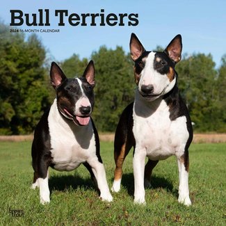 Browntrout Bull Terrier Kalender 2025