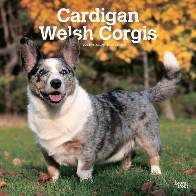 Browntrout Welsh Corgi Calendar 2025 Cardigan