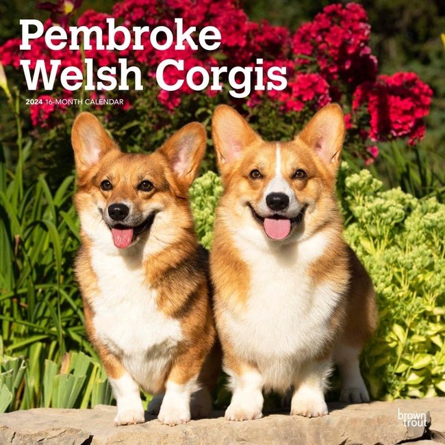 Browntrout Welsh Corgi Pembroke Kalender 2024