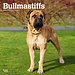 Browntrout Bullmastiff Calendar 2025