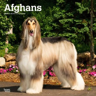 Browntrout Afghanischer Windhund Kalender 2025