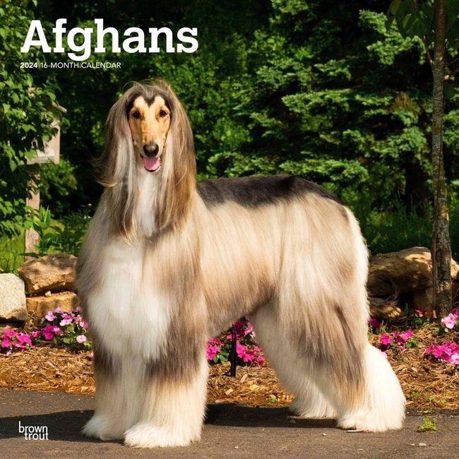 Afghan Hound Calendar 2025