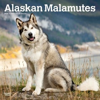 Browntrout Alaskan Malamute Kalender 2024